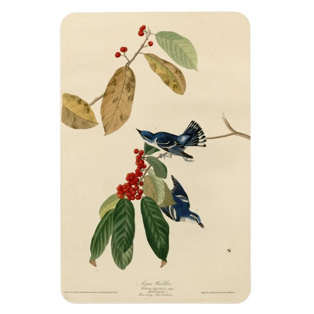 Ímã Azure (Cerulean) Warbler, Aves de Audubon da Améri (Vertical)