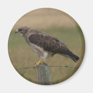 Imã B10 Falcão-de-swainson