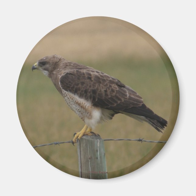 Imã B10 Falcão-de-swainson (Frente)