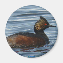 Imã B13 Eared Grebe