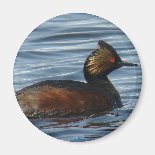 Imã B13 Eared Grebe (Frente)
