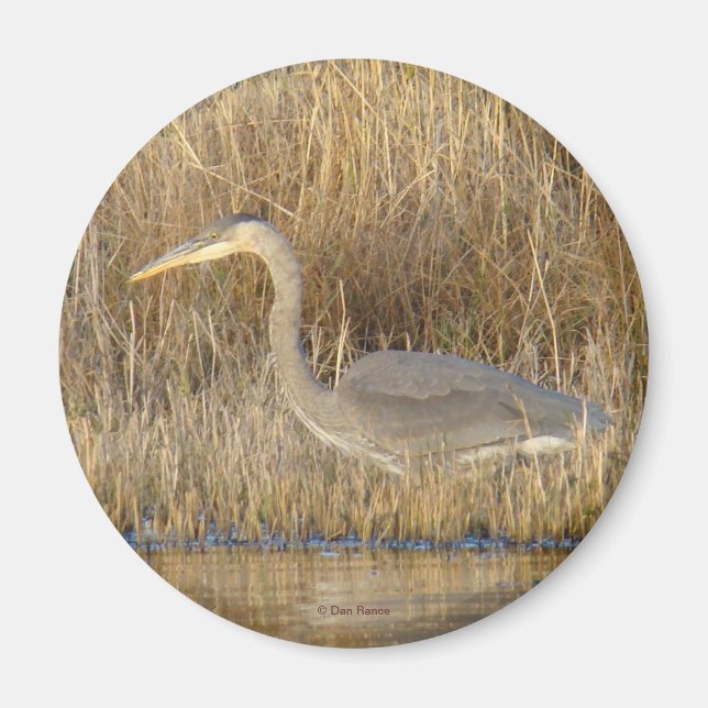 Imã B19 Blue Heron Juvenile (Frente)