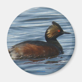 Imã B1 Eared Grebe