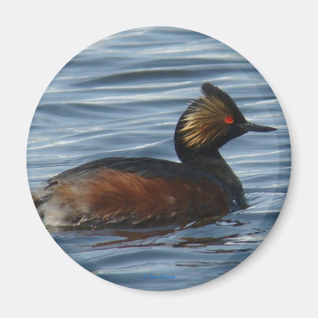Imã B1 Eared Grebe (Frente)