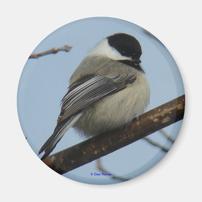 Imã B21 Frango com tampão preto (Frente)