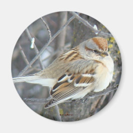 Imã B24 Cebolinha comum