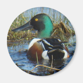 Imã B25 Pato-colhereiro