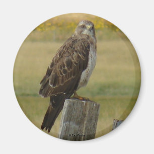 Imã B33 Falcão-de-swainson