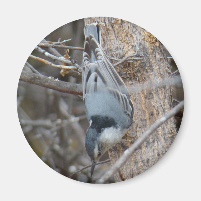 Imã B39 Nuthatch de peito vermelho (Frente)