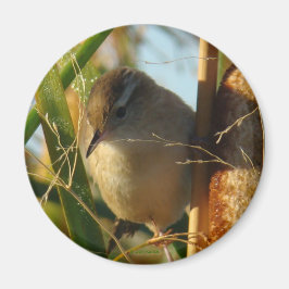 Imã B3 Marsh Wren