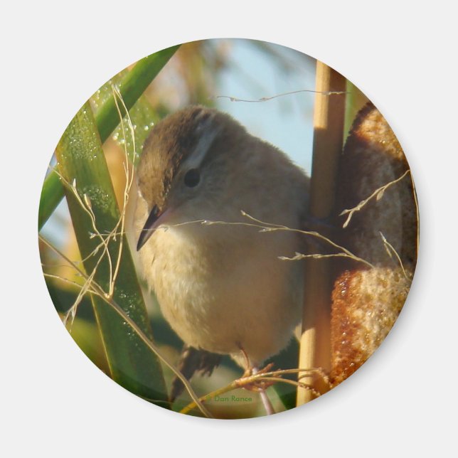 Imã B3 Marsh Wren (Frente)