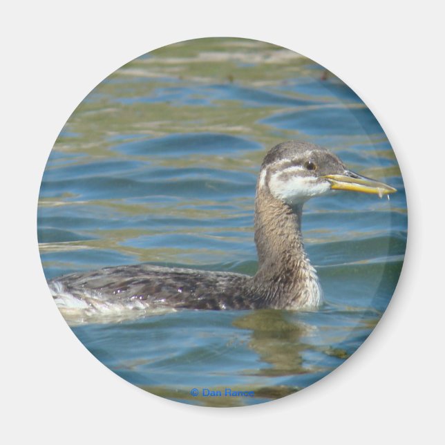 Imã B40 Tamboré Juvenil (Frente)