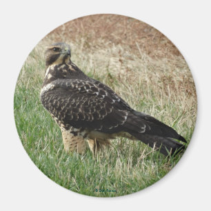 Imã B52 Falcão-de-swainson