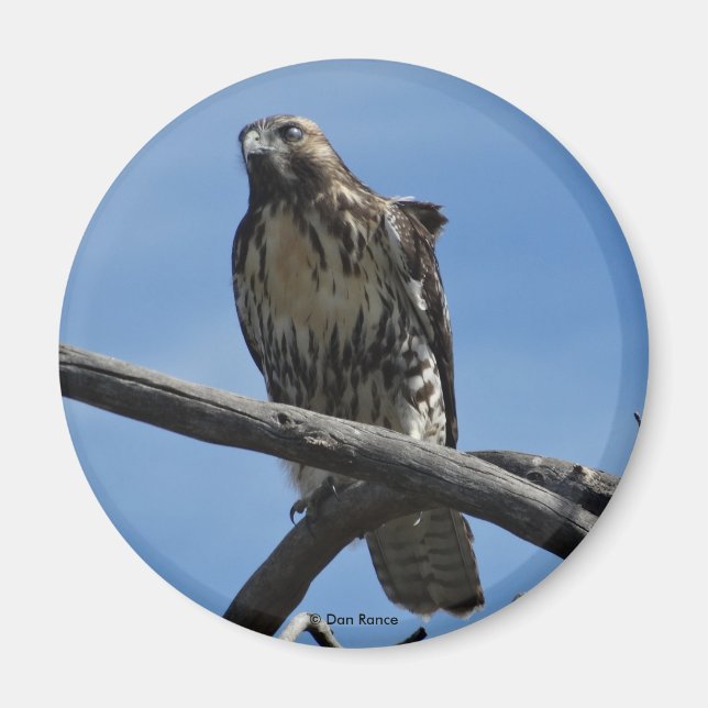 Imã B54 Falcão-de-Swainson (Frente)