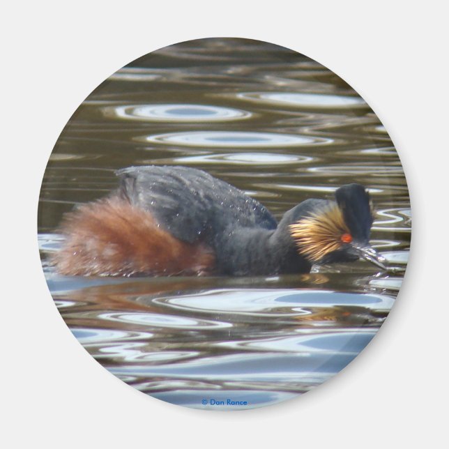 Imã B8 Eared Grebe Cortejando (Frente)