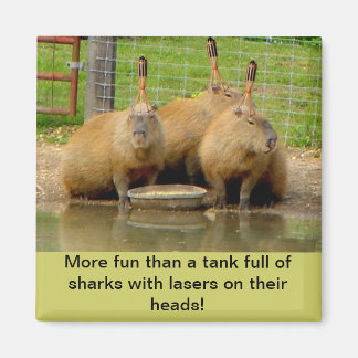 Imã B - Humorous Capybara Magnet