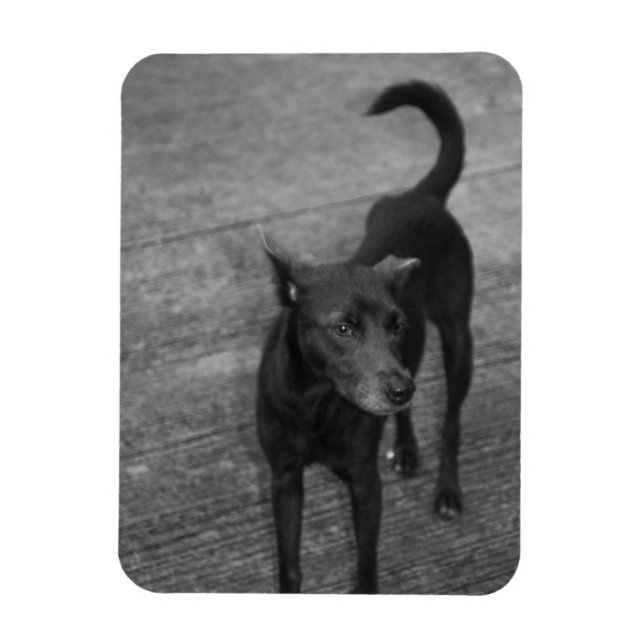 Ímã B&W - Aspin (Vertical)