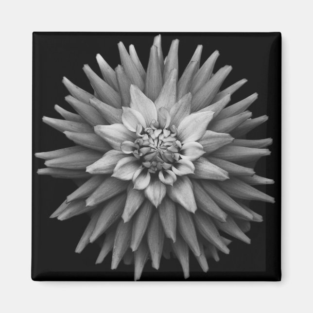 Imã B & W Dahlia Magnet (Frente)