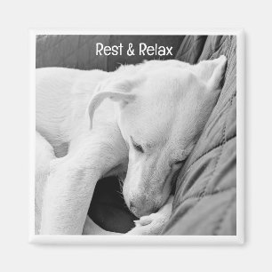 Imã B & W Foto de Cachorro Gestil Dormindo Muito Em Br