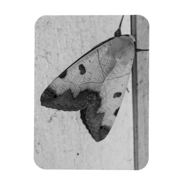 Ímã B&W - Ophiusa tirhaca, o tambor verde (Vertical)