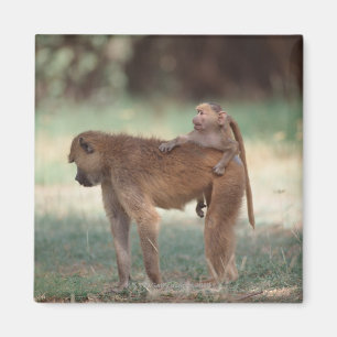 Imã Babuíno de Anubis