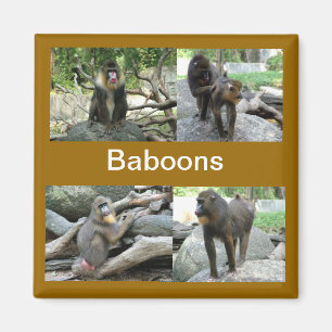 Imã babuínos