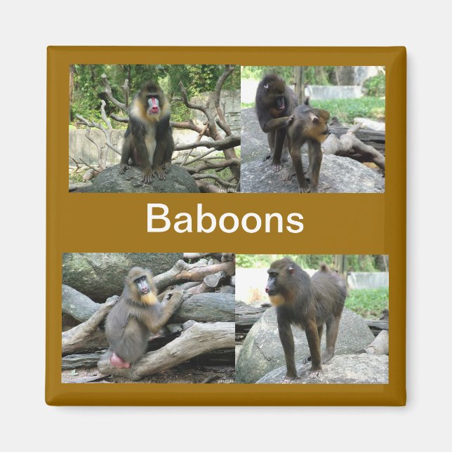 Imã babuínos (Frente)