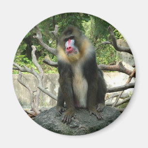 Imã Babuínos brincalhões, fofos, inteligentes e amigáv
