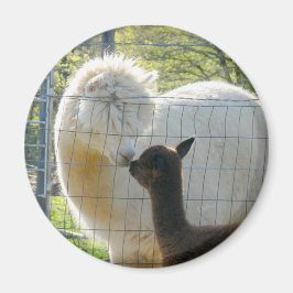 Imã Baby Alpaca Kiss Magnet