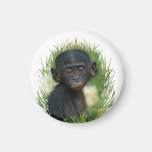 Imã Baby Ape In Grass