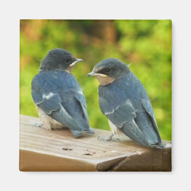 Imã Baby Barn Swallow Nature Bird Foto (Frente)