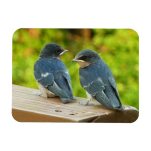 Ímã Baby Barn Swallow Nature Bird Fotografia
