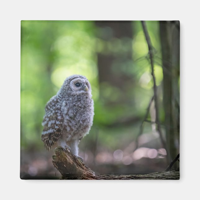 Imã Baby Barred Owl 2" Magnet (Frente)