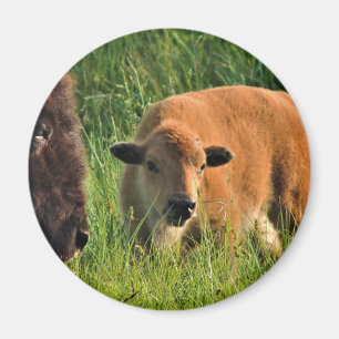 Imã Baby Bison Magnet
