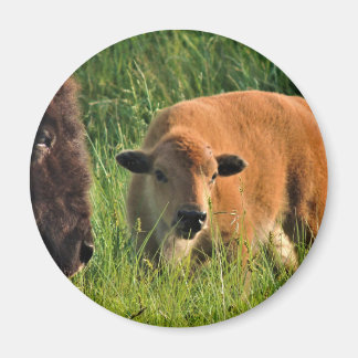 Imã Baby Bison Magnet