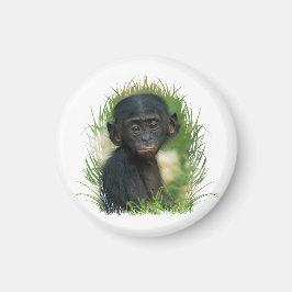 Imã Baby Bonobo Ape