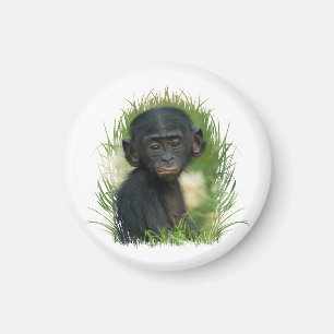 Imã Baby Bonobo Ape