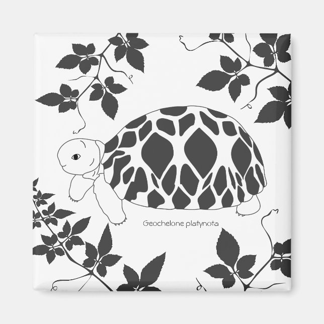 Imã Baby Burmese Star Tortoise Magnet (folhas bw) (Frente)