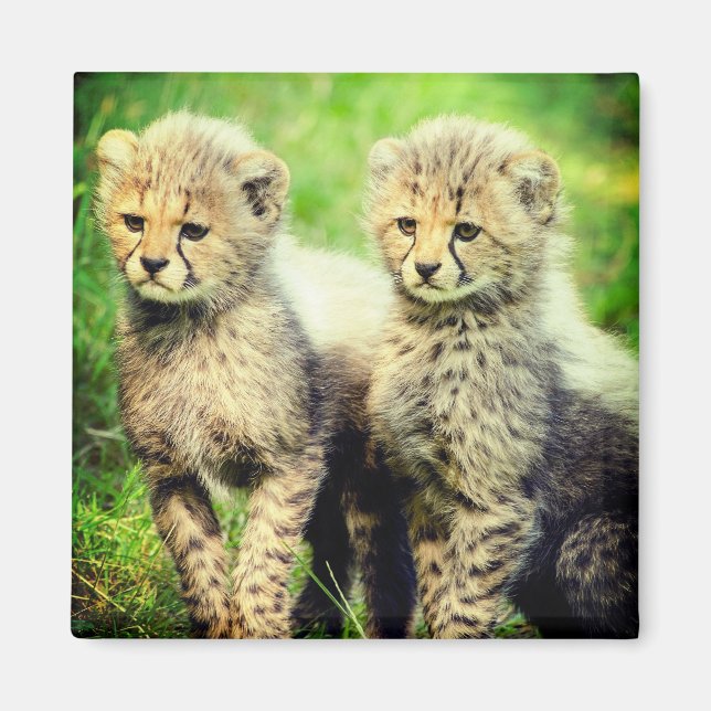 Imã Baby Cheetahs (Frente)