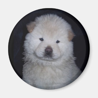 Imã Baby Cream Chow Chow Magnet