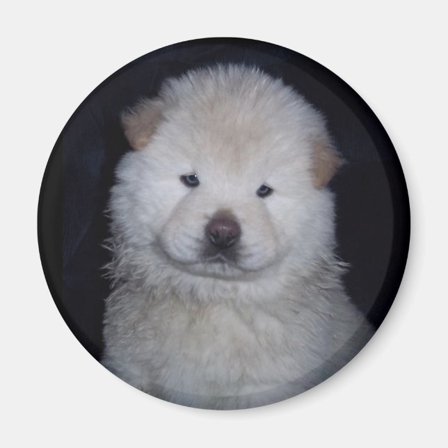 Imã Baby Cream Chow Chow Magnet (Frente)