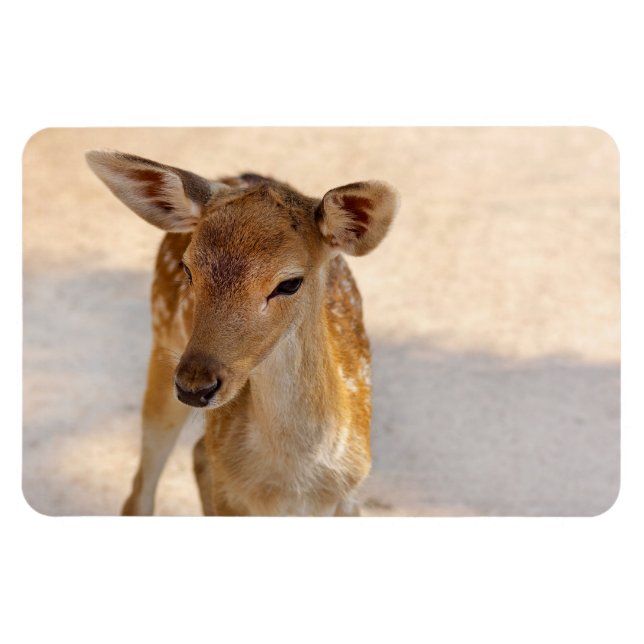 Ímã Baby Deer (Horizontal)