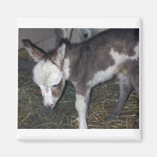 IMÃ BABY DONKEY