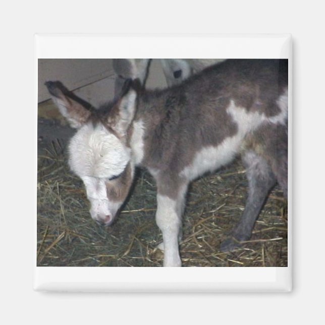 IMÃ BABY DONKEY (Frente)