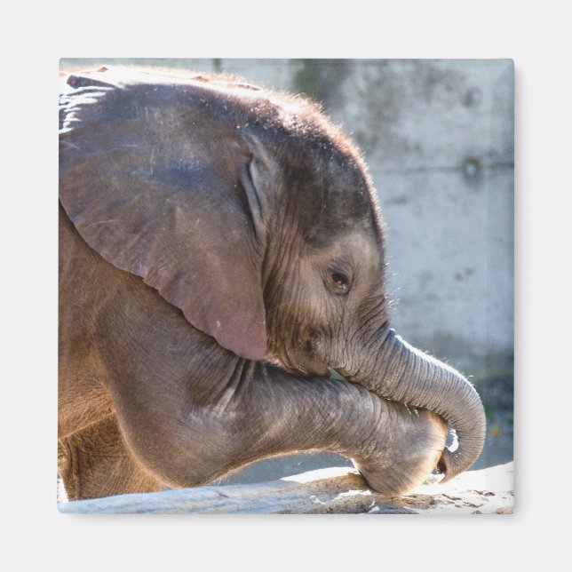 Imã Baby Elephant (Frente)