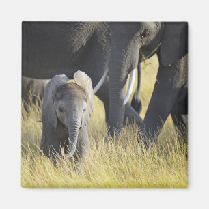 Imã Baby Elephant