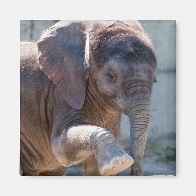 Imã Baby Elephant (Frente)