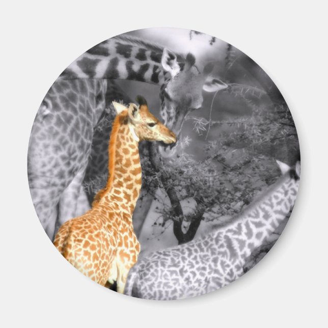 Imã Baby Giraffe (Frente)