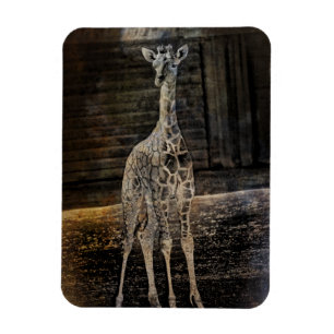 Ímã Baby Giraffe