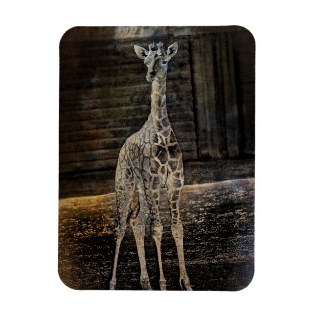 Ímã Baby Giraffe (Vertical)